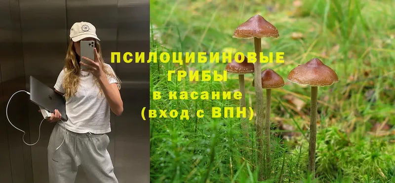 магазин продажи наркотиков  Адыгейск  Галлюциногенные грибы Psilocybine cubensis 